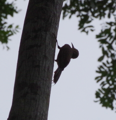 Xiphorhynchus guttatus