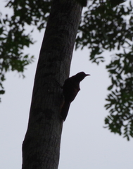 Xiphorhynchus guttatus