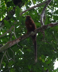 Plecturocebus aureipalatii