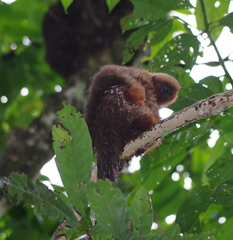 Plecturocebus aureipalatii