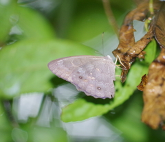 Pseudodebis marpessa