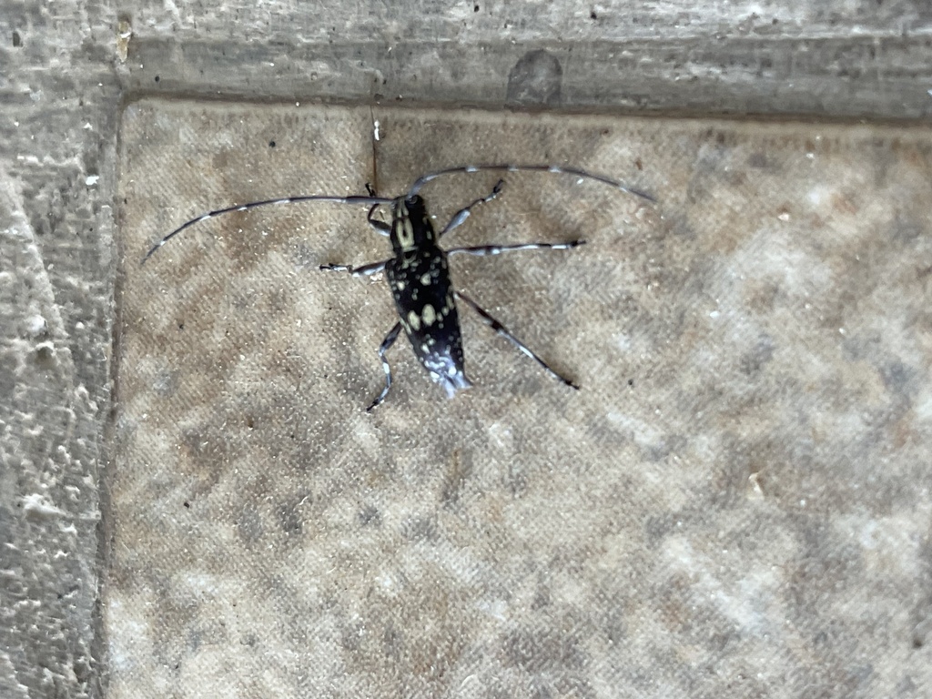 Colobothea pleuralis