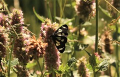 Gnophaela latipennis