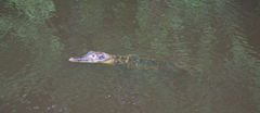 Melanosuchus niger