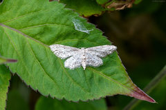 Idaea atlantica