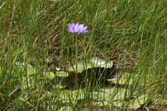 Nymphaea violacea