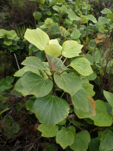 Image of Hedera azorica by (c) Louis Imbeau, some rights reserved (CC BY)
