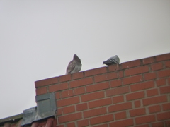 Columba livia domestica