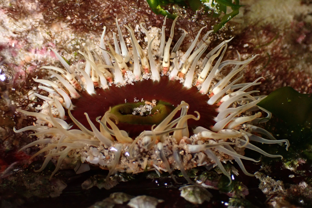 Speckled rock anemone from Point Danger QLD 4225, Australia on July 17
