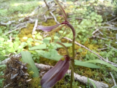 Image of Cyrtostylis robusta by (c) Peter Crowcroft, some rights reserved (CC BY)