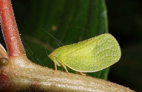 Green Cone-headed Planthopper photo 3