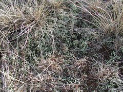 Xanthoparmelia chlorochroa