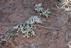 Xanthoparmelia chlorochroa