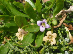 Lycium schweinfurthii