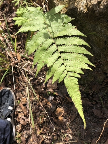 Christella dentata image