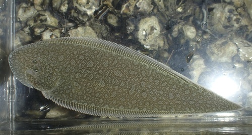 Japanse tongschar (Paraplagusia japonica) — Cynoglossidae — 4