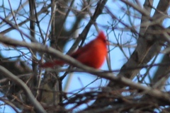 Cardinalis cardinalis cardinalis