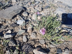 Mongolian Onion (Allium mongolicum)