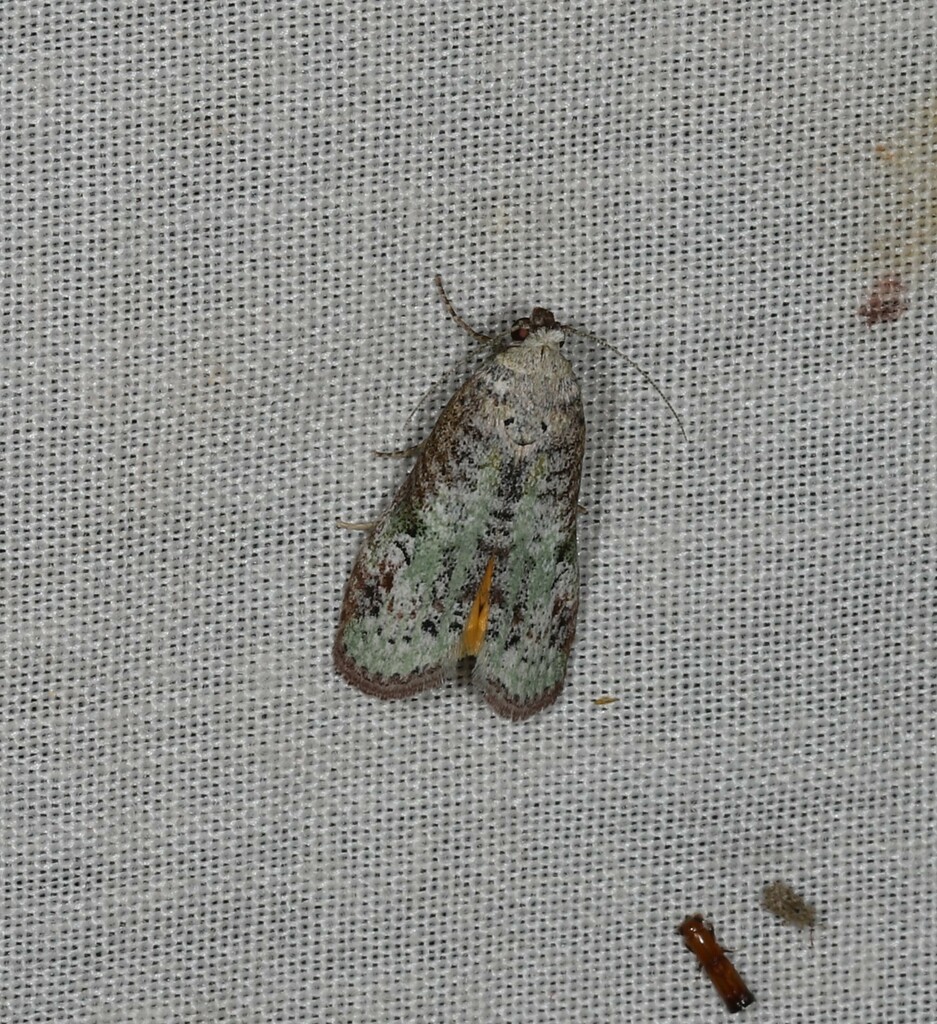 Bapara