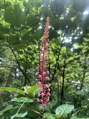 Phytolacca rivinoides image