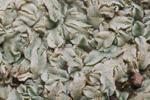 Riccia hawaiiensis, 2023-07-19