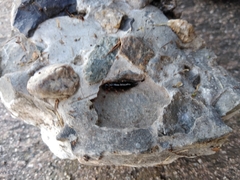 Euborellia annulipes