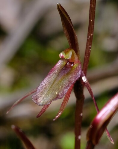 Image of Cyrtostylis reniformis by (c) Peter Crowcroft, some rights reserved (CC BY)