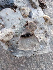 Euborellia annulipes