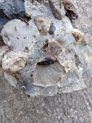 Euborellia annulipes