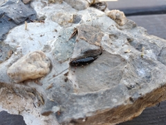 Euborellia annulipes