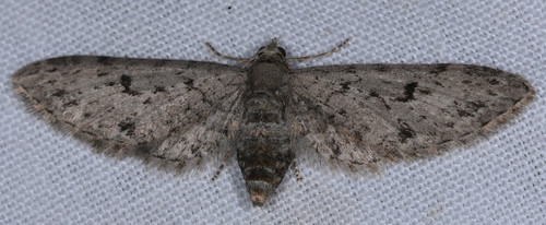 Eupithecia macdunnoughi photo 2