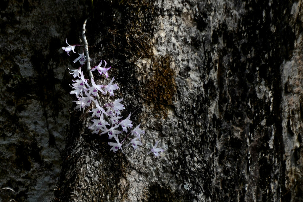 Dendrobium transparens