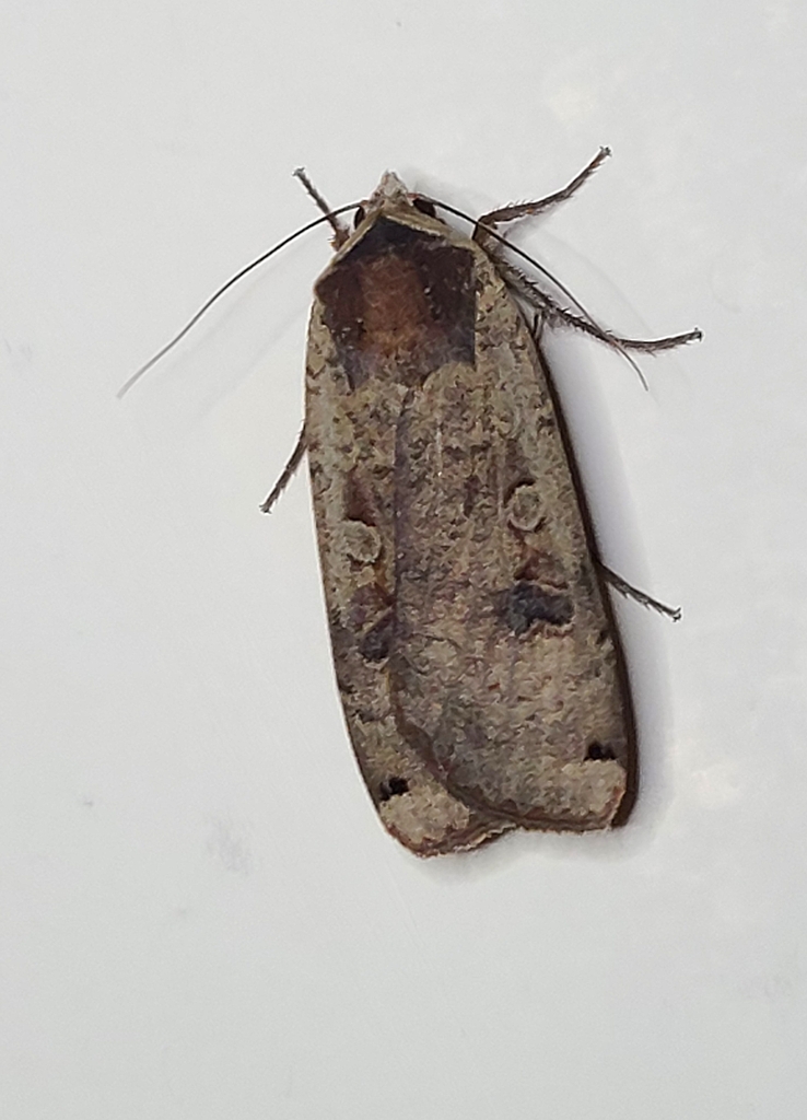 Large Yellow Underwing from Sands Township, MI, USA on August 1, 2023