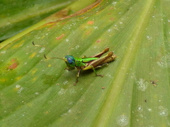 Megacheilacris vallensis