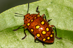 Iphiclus sedecimmaculatus