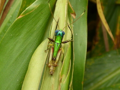 Megacheilacris vallensis