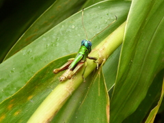 Megacheilacris vallensis