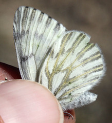 Pontia sisymbrii