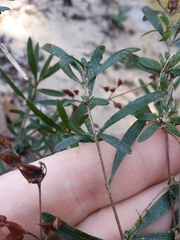 Hypericum galioides