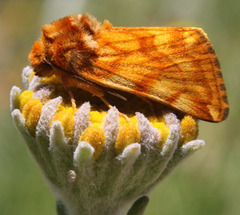 Xanthothrix neumoegeni