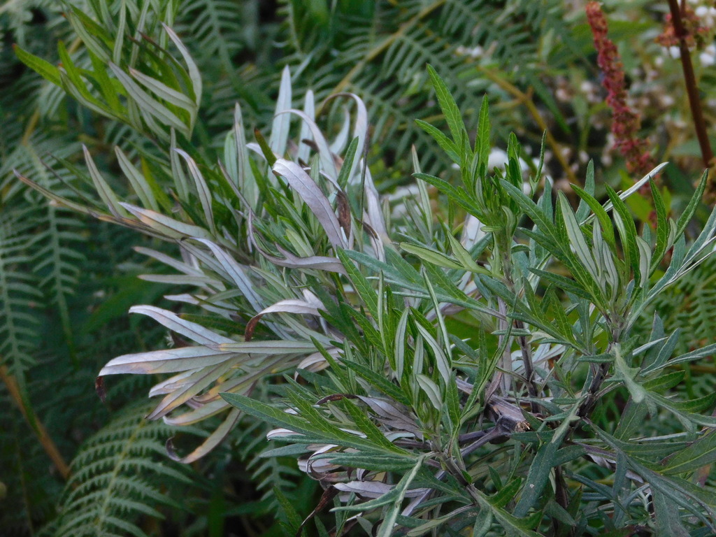 Artemisia (Artemisia vulgaris)