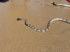 King's Seasnake photo 3