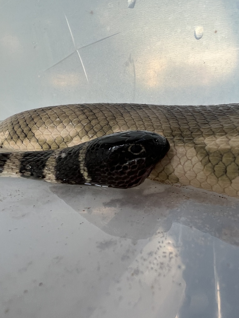 King's Seasnake