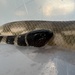 Spectacled Sea Snake - Photo (c) cooky89, some rights reserved (CC BY-NC)