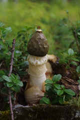Phallus impudicus togatus