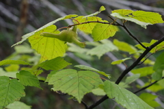 Corylus sieboldiana mandshurica