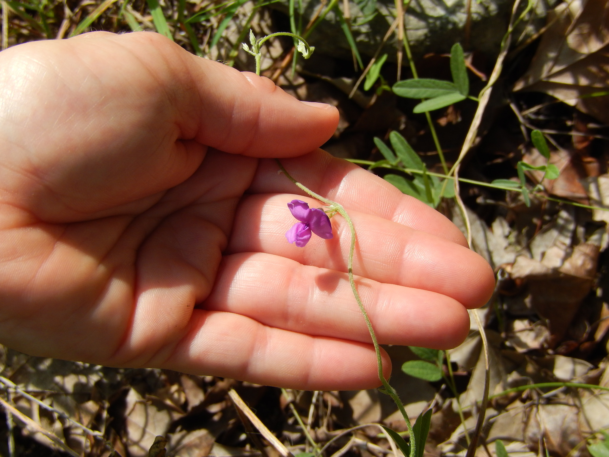 Galactia watsoniana