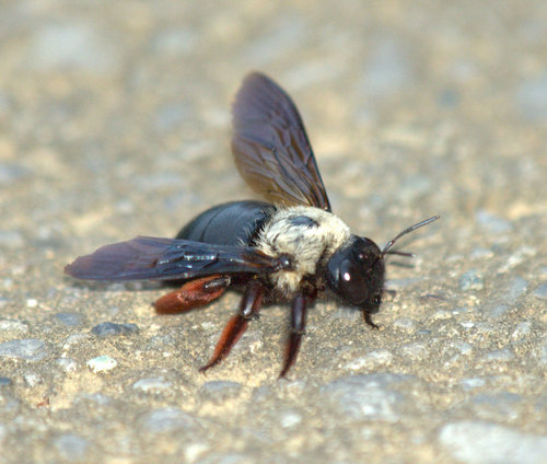 Xylocopa albinotum
