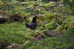 Falcipennis falcipennis