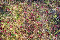 Vaccinium microcarpum